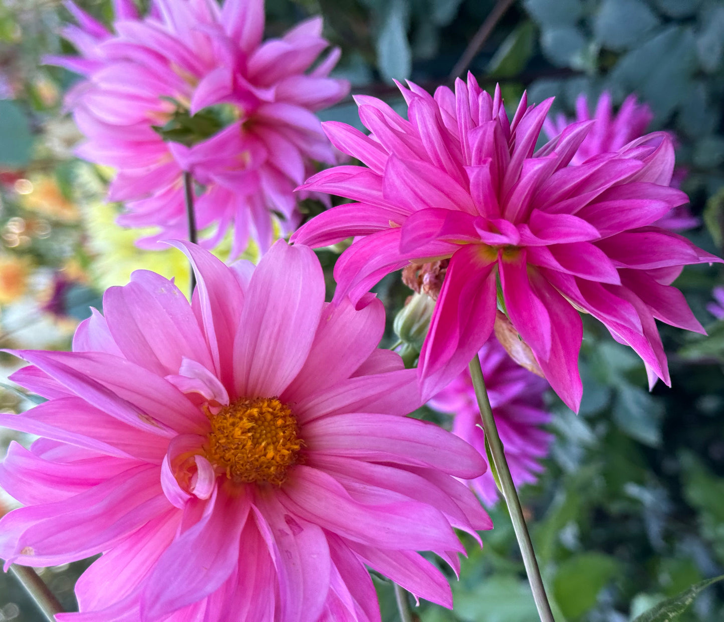 Bloomquist Frill Dahlia