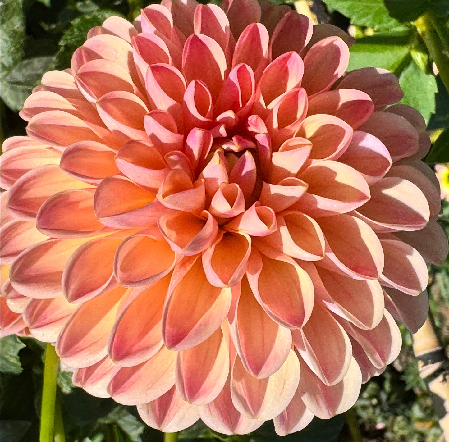 L.A.T.A. Dahlia