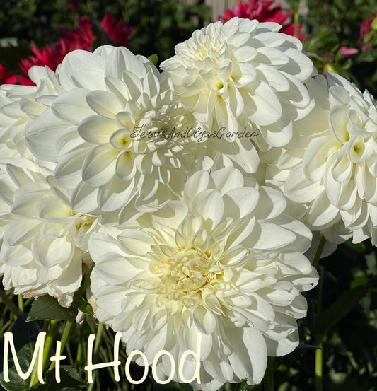 Mt. Hood Dahlia