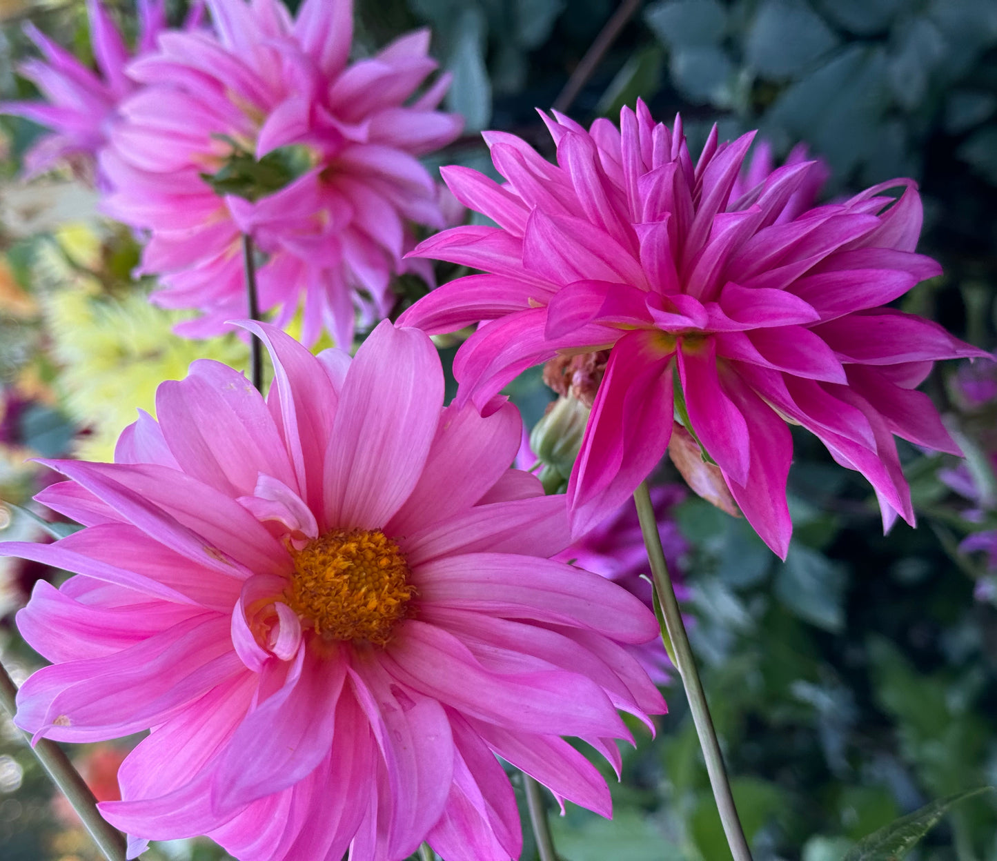 Bloomquist Frill Dahlia