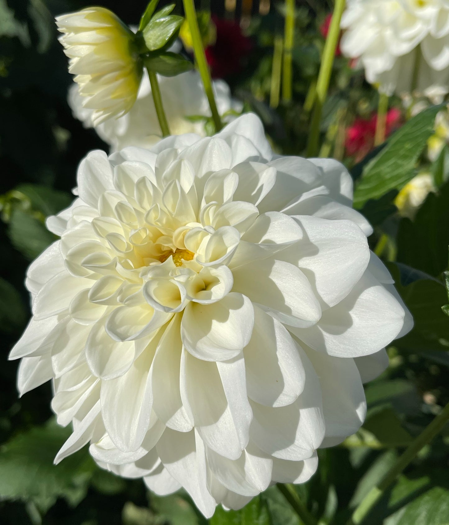 Mt. Hood Dahlia