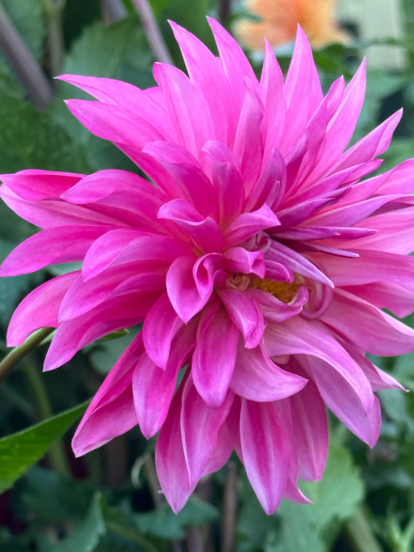 Bloomquist Frill Dahlia