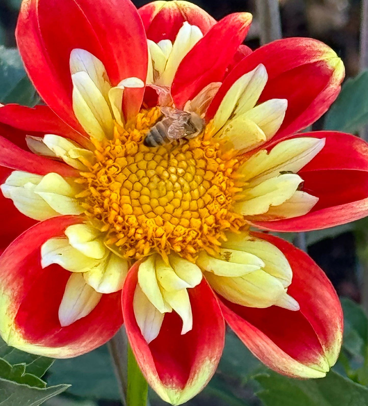 Pooh Dahlia