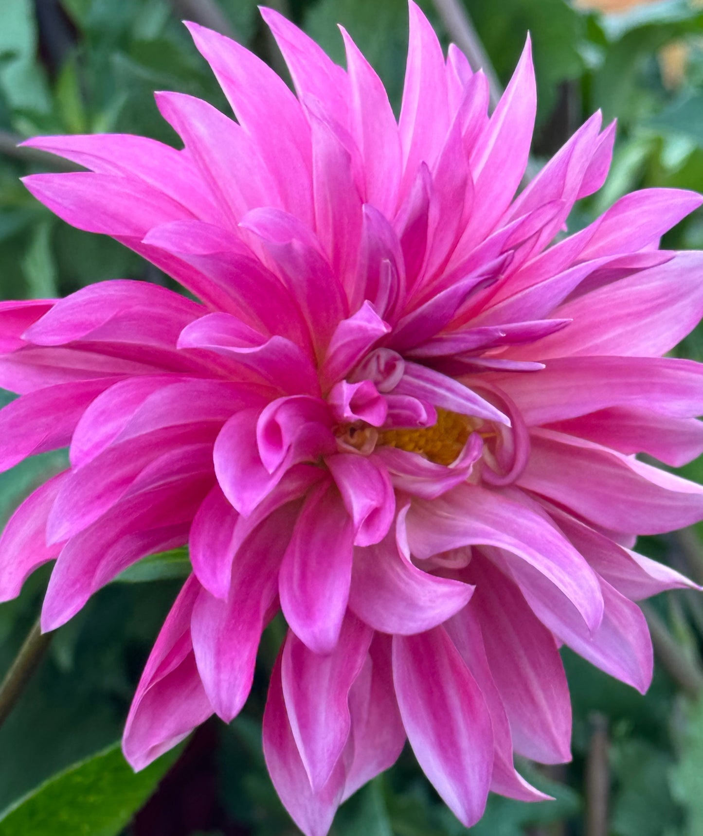 Bloomquist Frill Dahlia