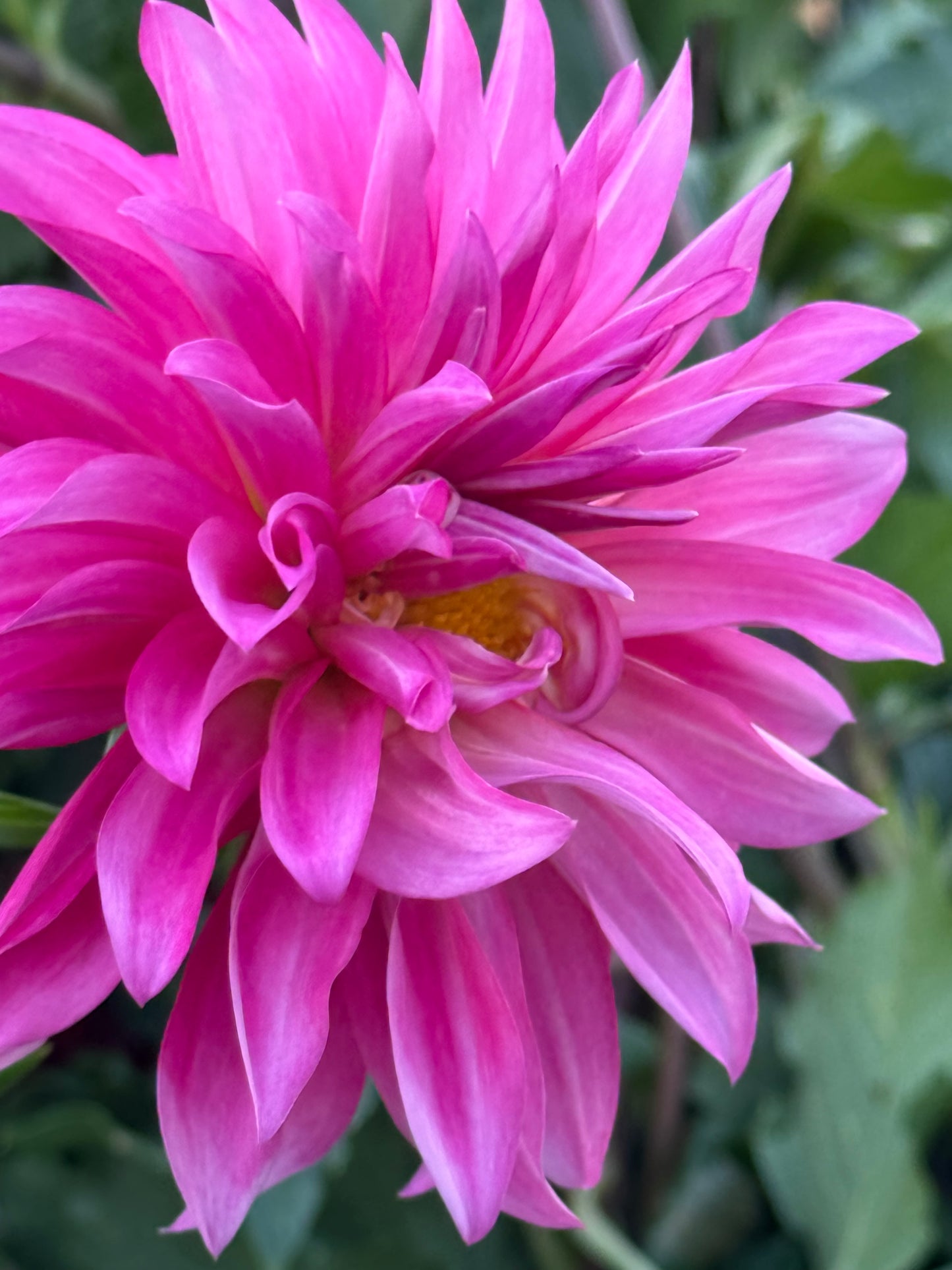 Bloomquist Frill Dahlia