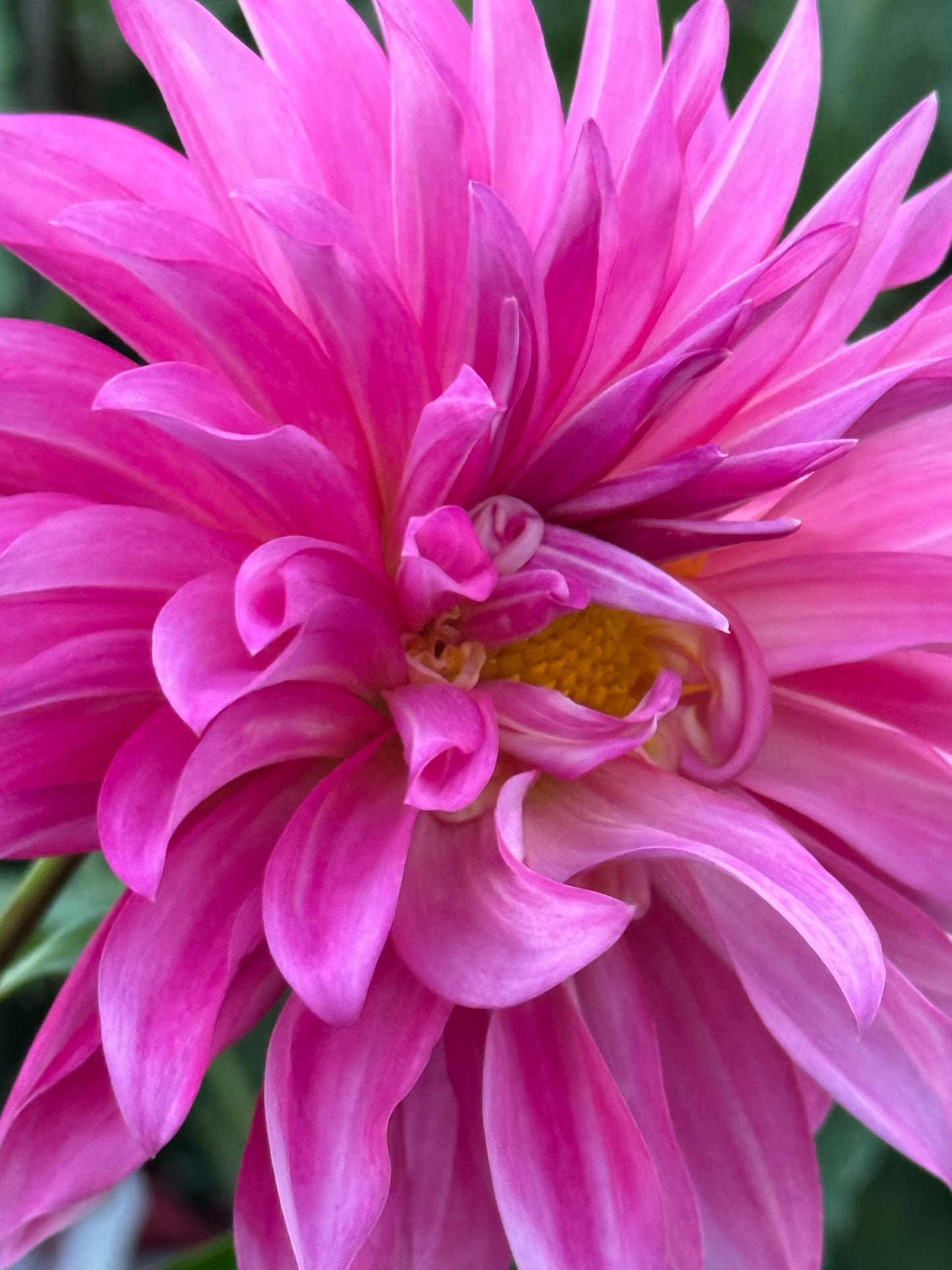 Bloomquist Frill Dahlia