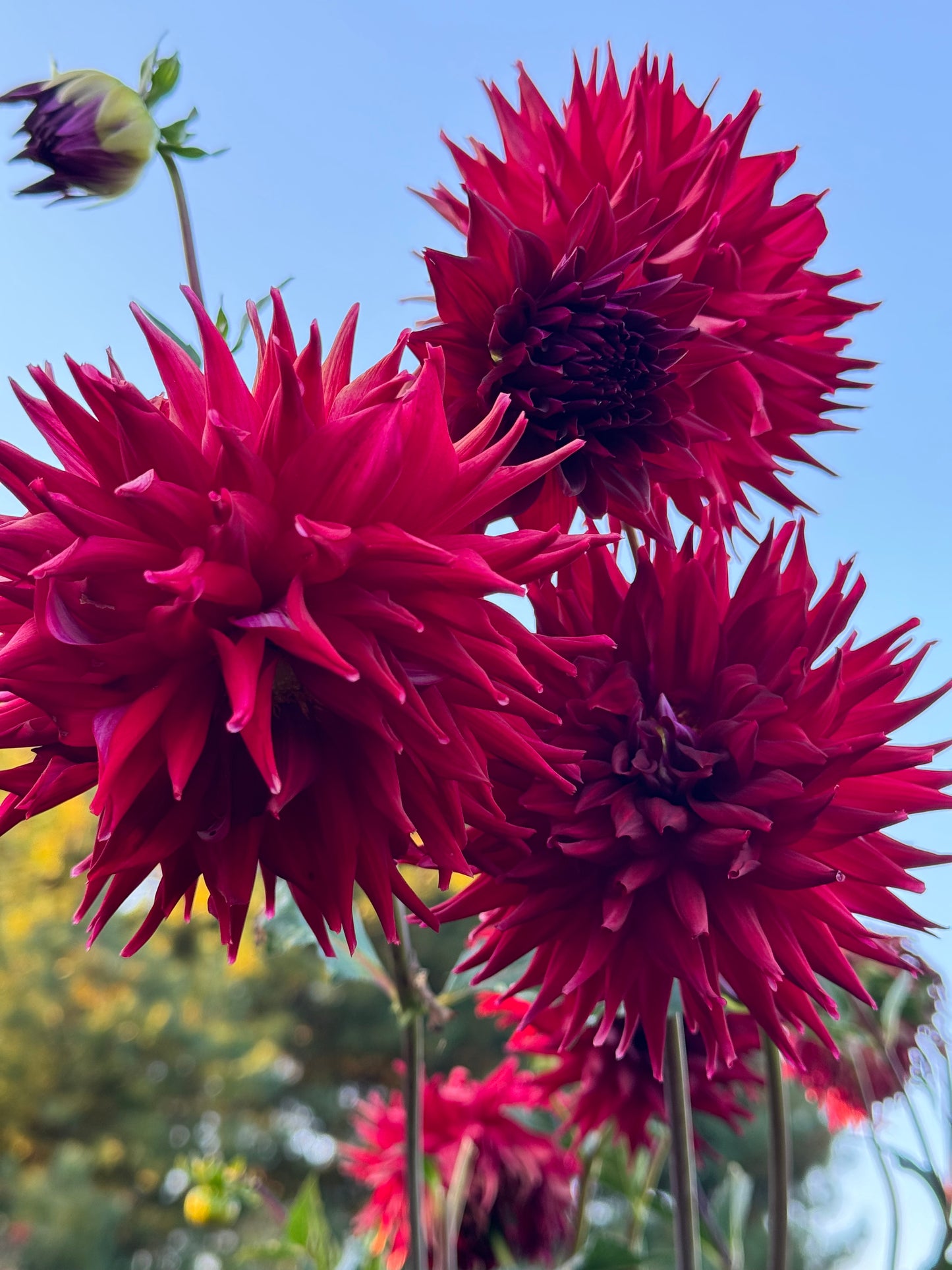 Bloomquist Quill Dahlia