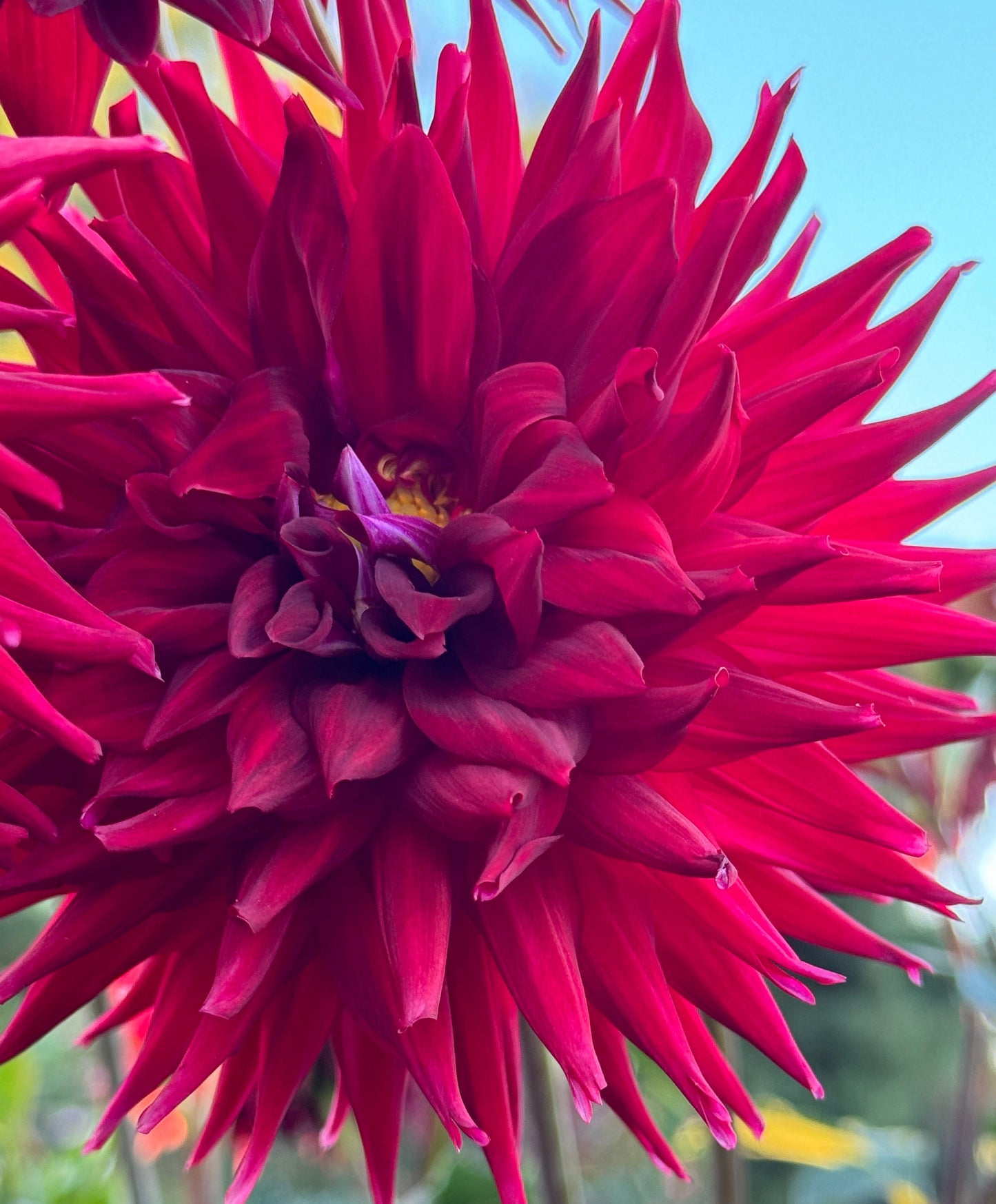Bloomquist Quill Dahlia