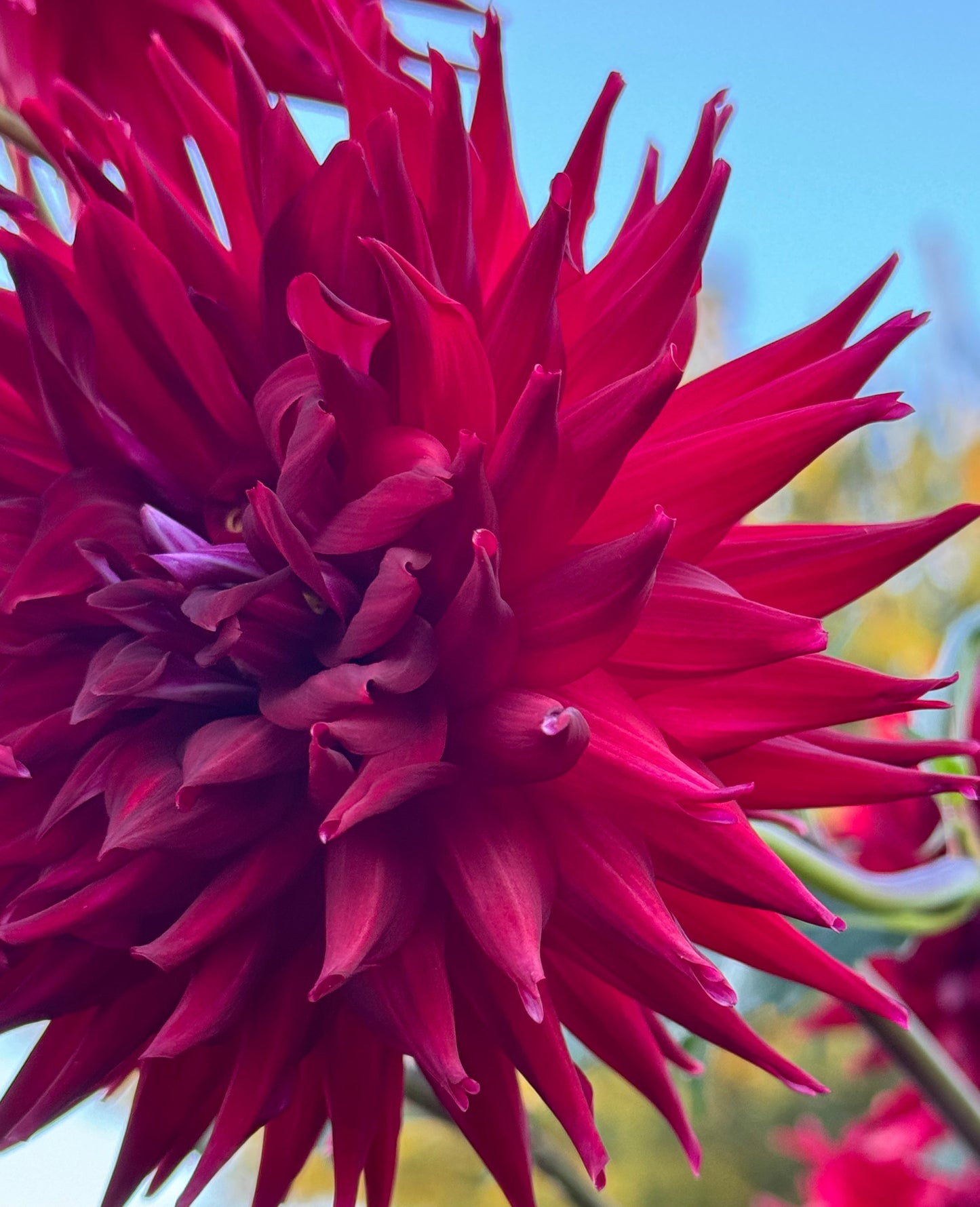 Bloomquist Quill Dahlia