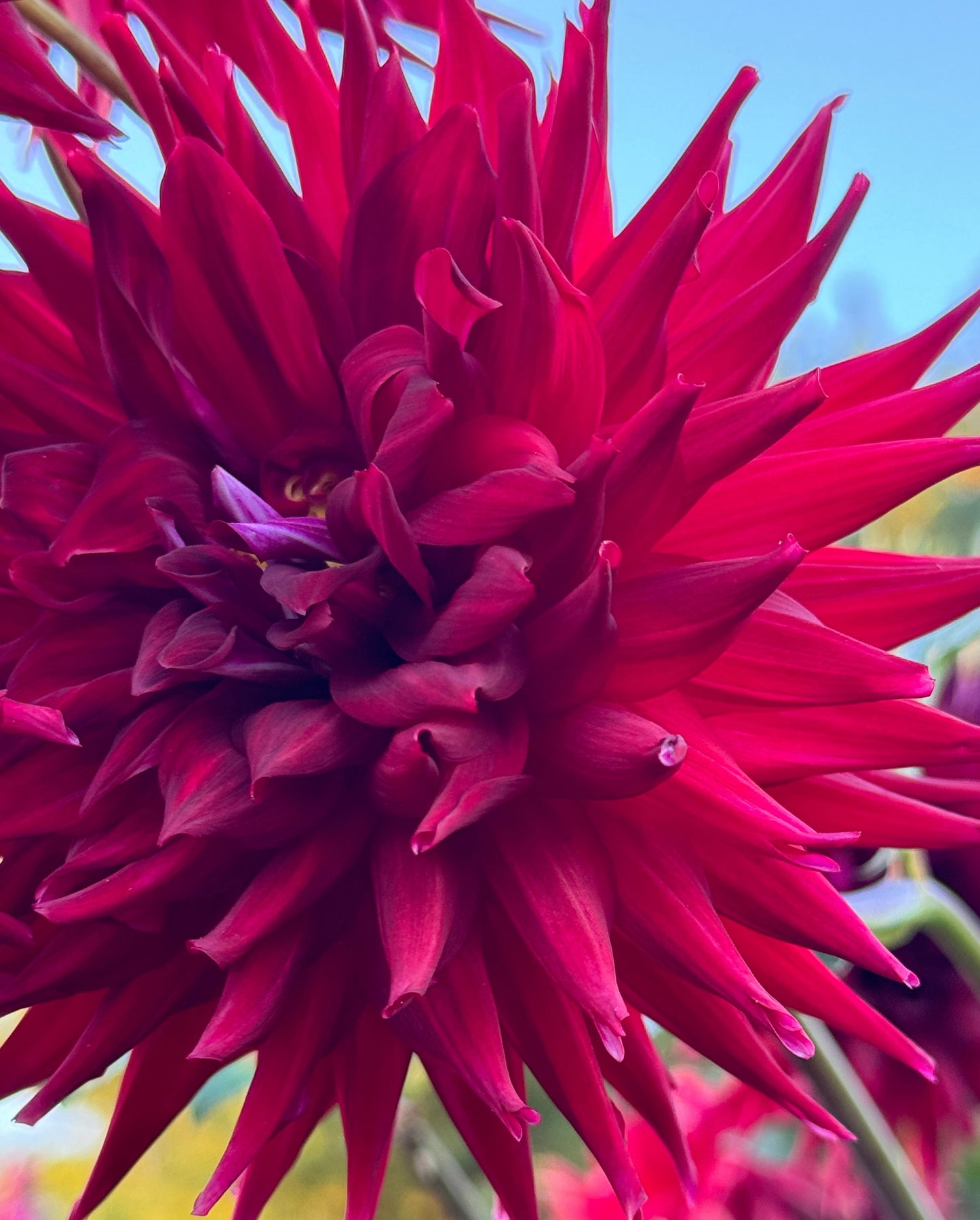 Bloomquist Quill Dahlia