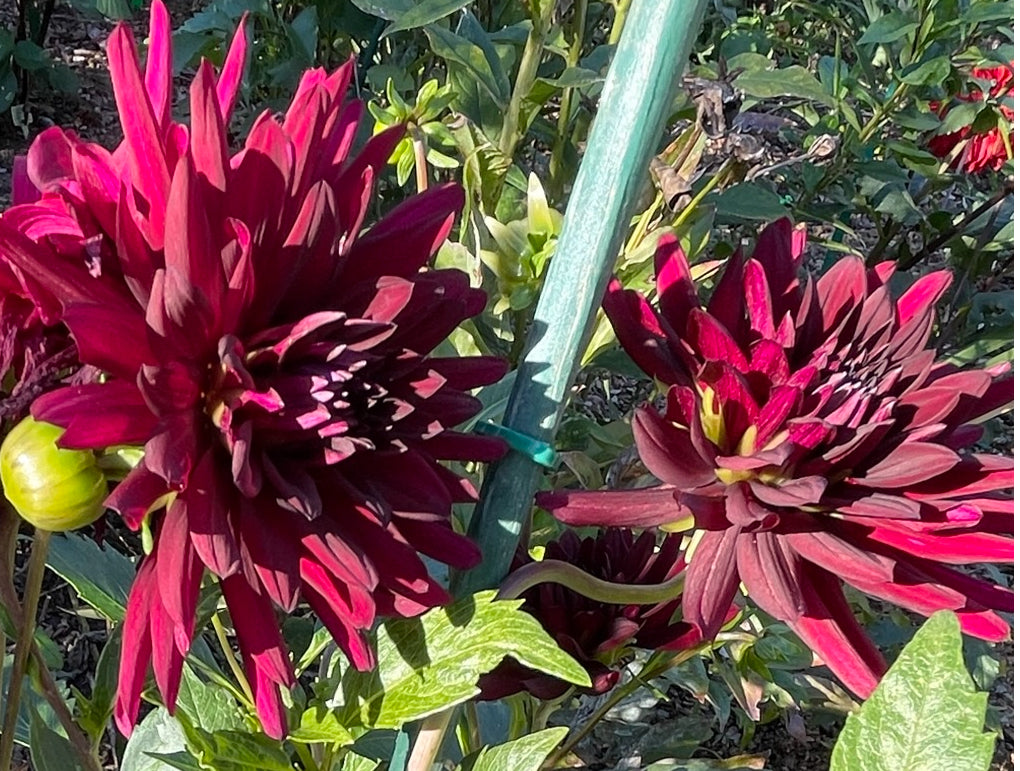 Nuit D'Ete Dahlia