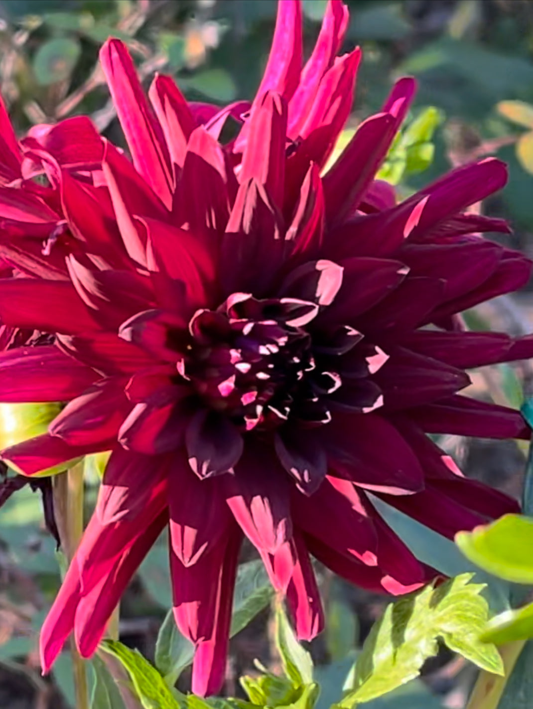 Nuit D'Ete Dahlia