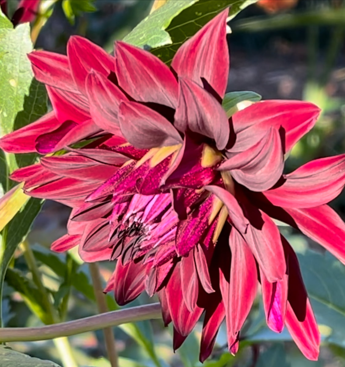 Nuit D'Ete Dahlia