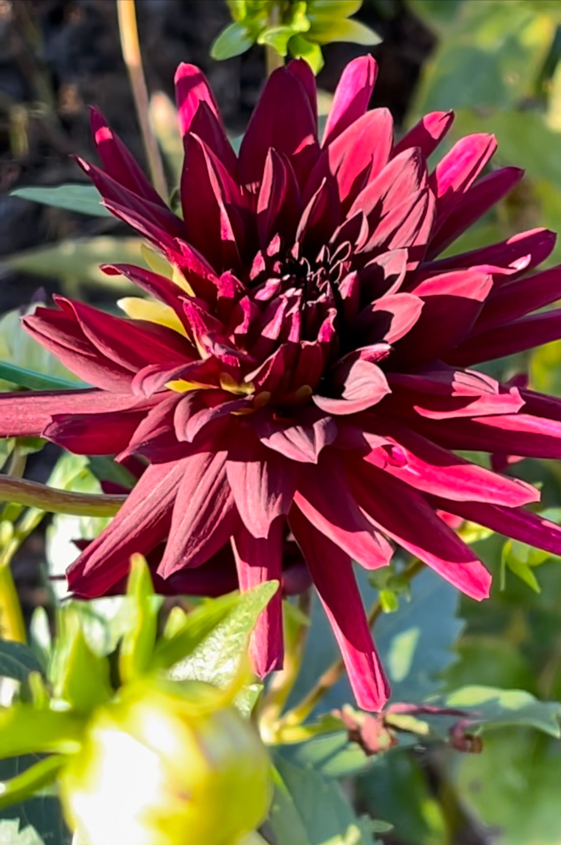 Nuit D'Ete Dahlia