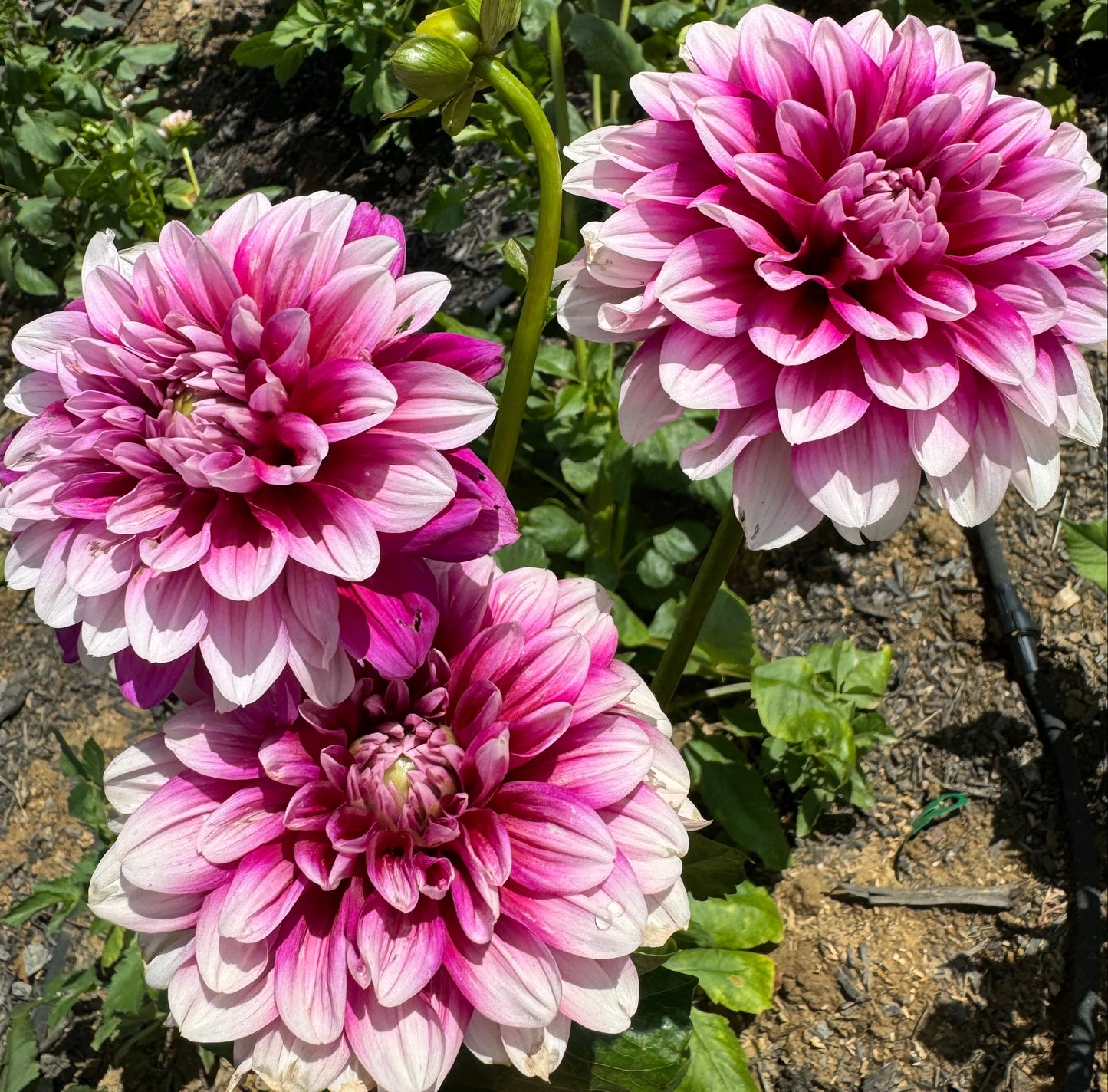 Anna F. Dahlia