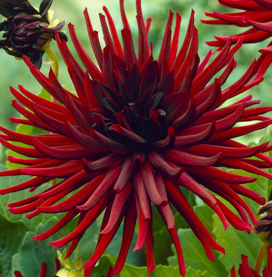 Nuit D'Ete Dahlia