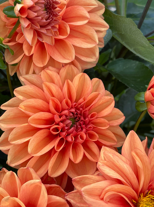 David Howard Dahlia