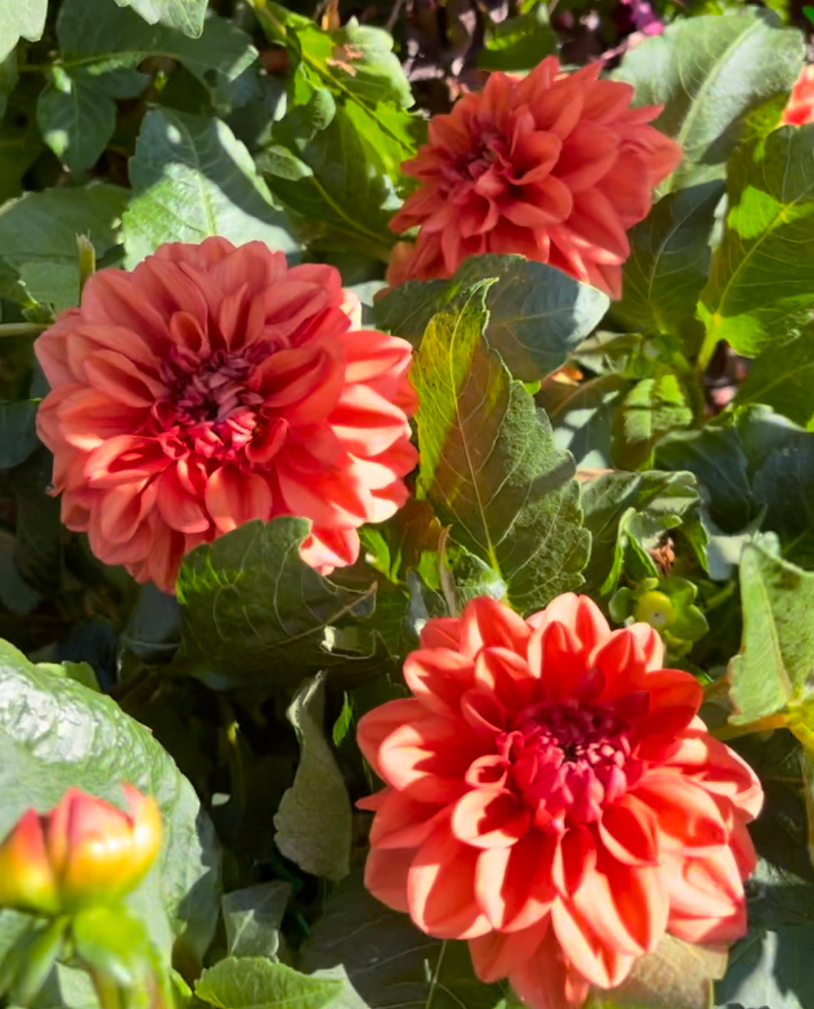 Orange Nugget Dahlia