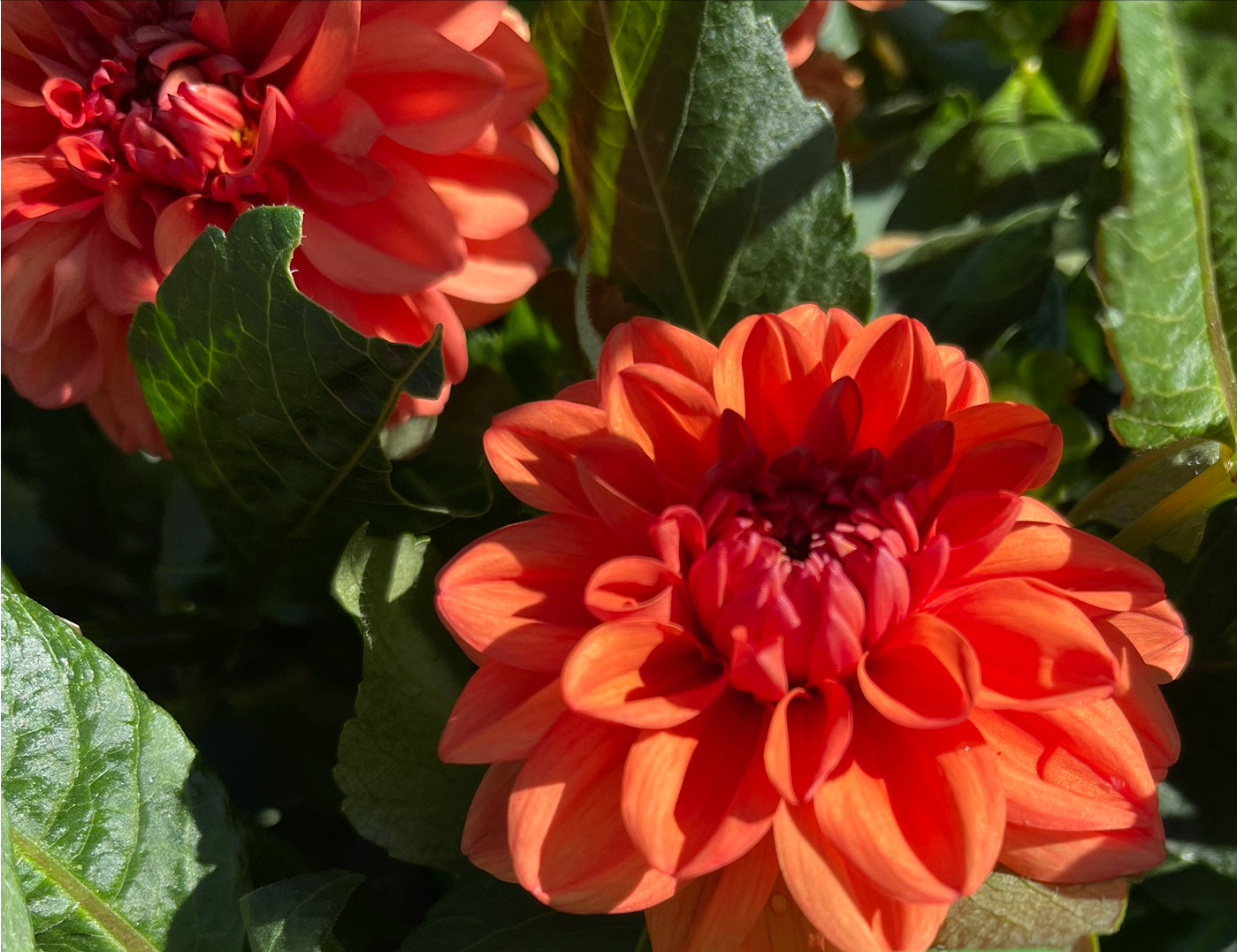 Orange Nugget Dahlia