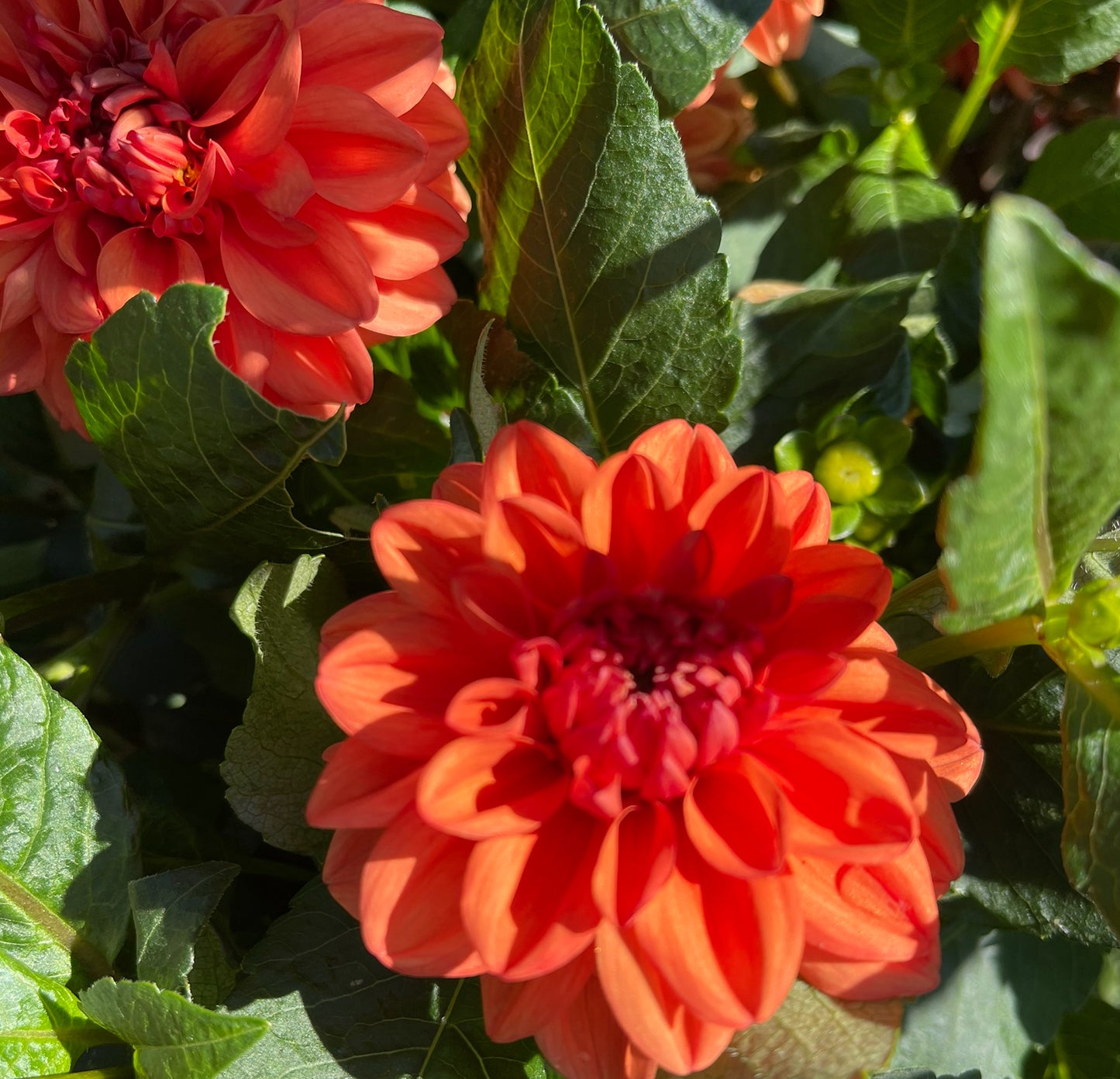 Orange Nugget Dahlia