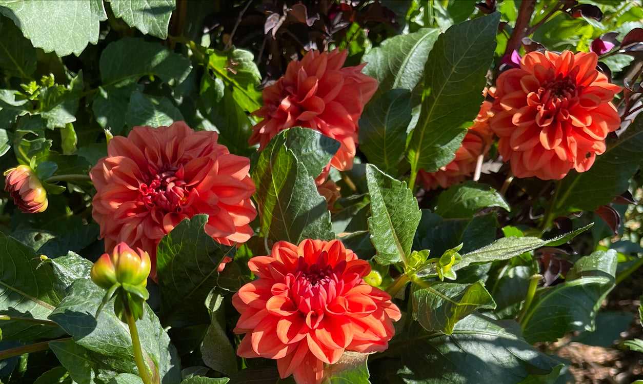 Orange Nugget Dahlia