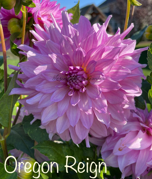 Oregon Reign Dahlia