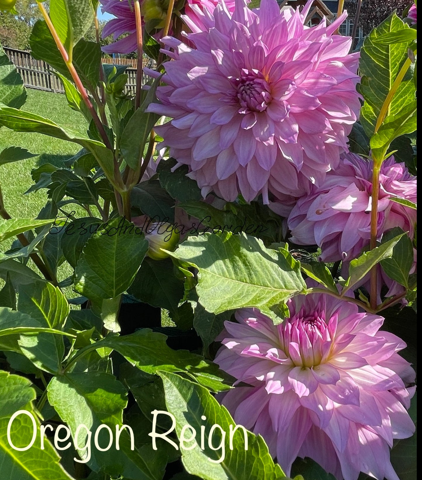 Oregon Reign Dahlia