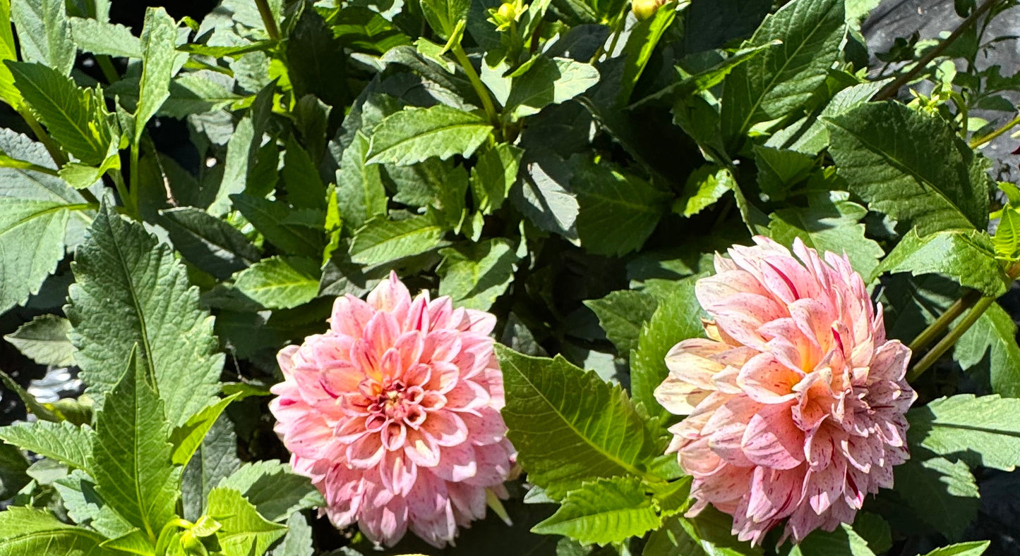 Carmen Fiesta Dahlia