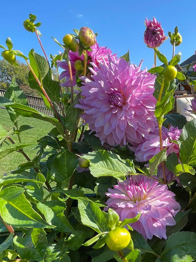 Oregon Reign Dahlia