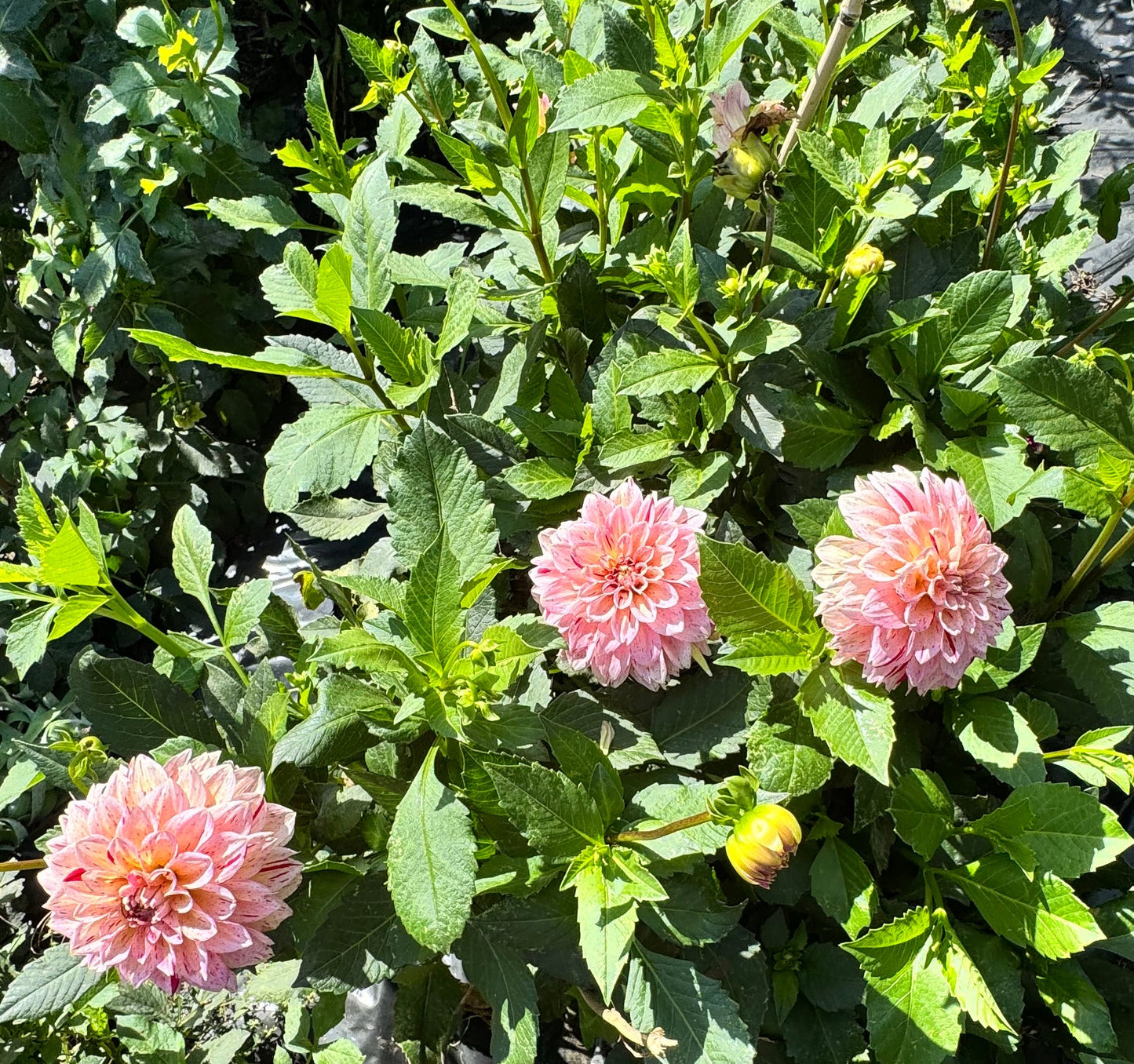 Carmen Fiesta Dahlia