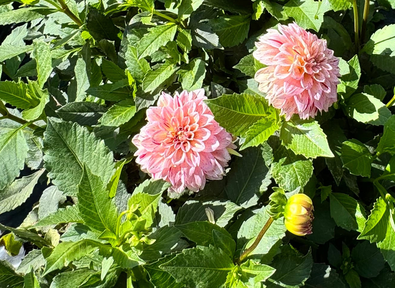 Carmen Fiesta Dahlia