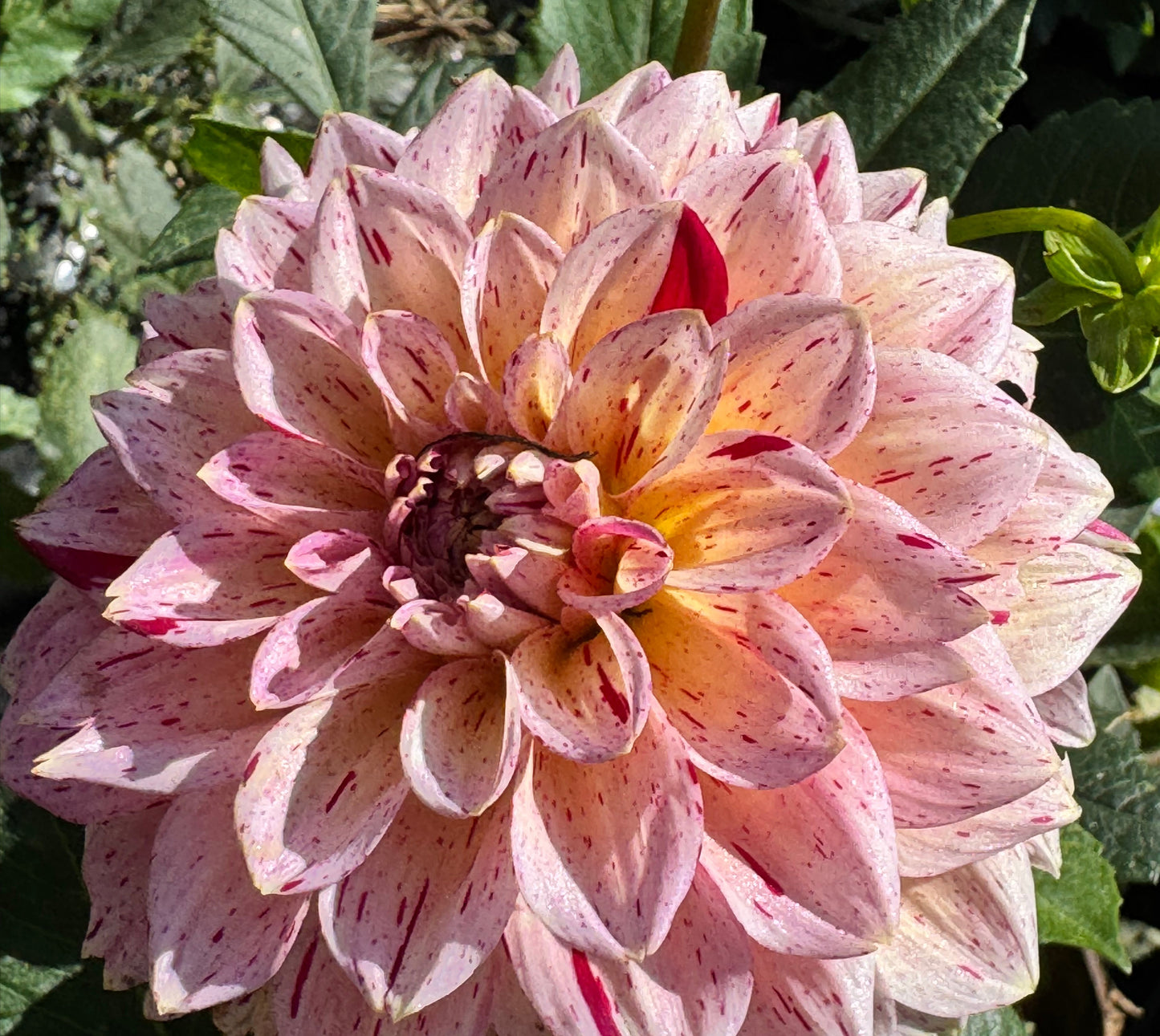 Carmen Fiesta Dahlia