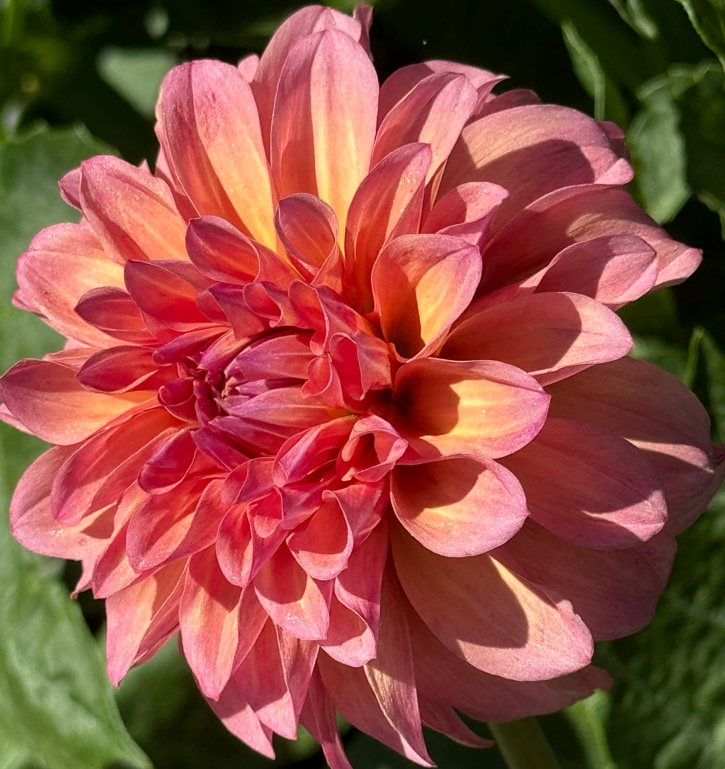 Bloomquist Philly Dahlia