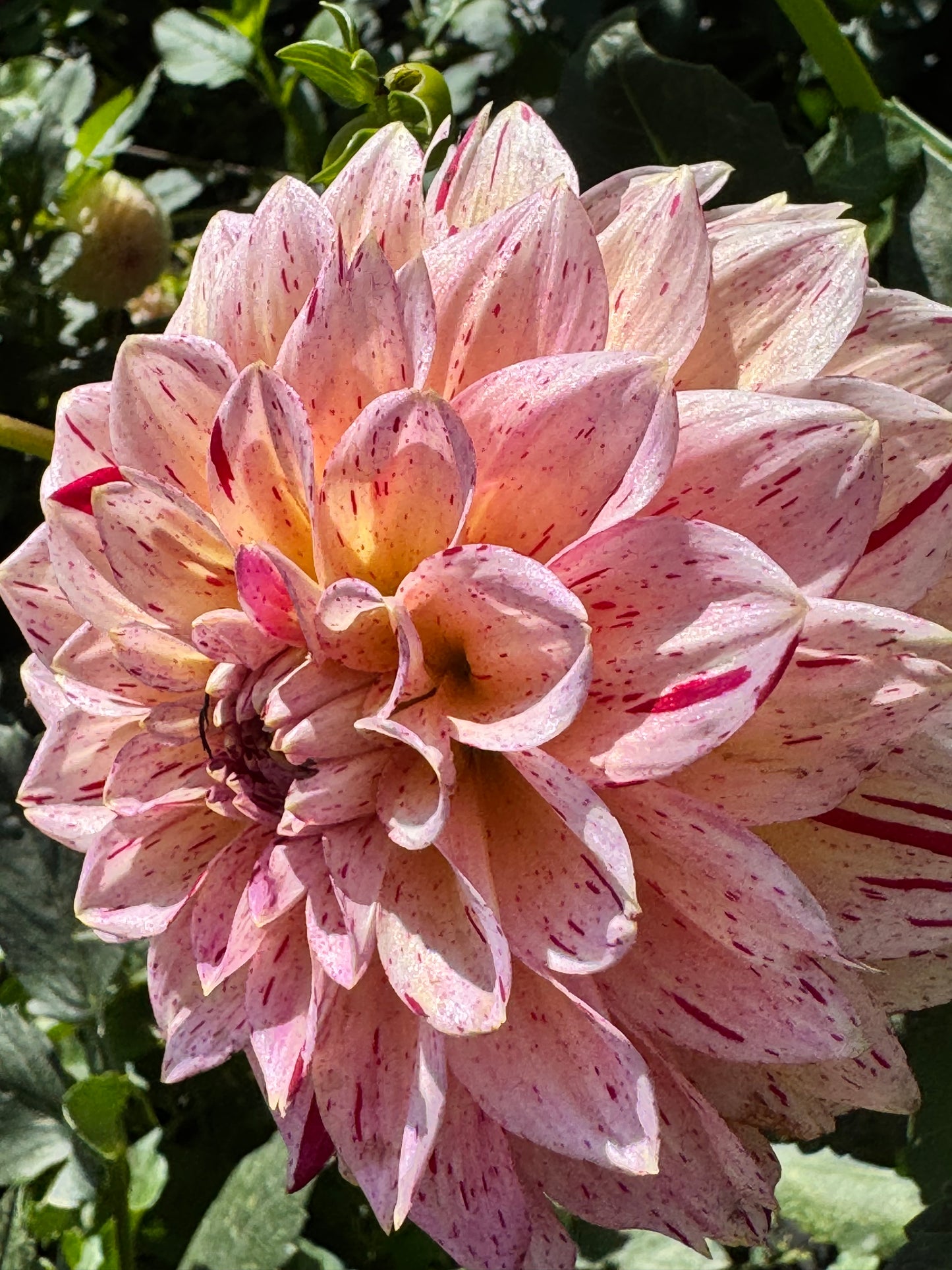 Carmen Fiesta Dahlia
