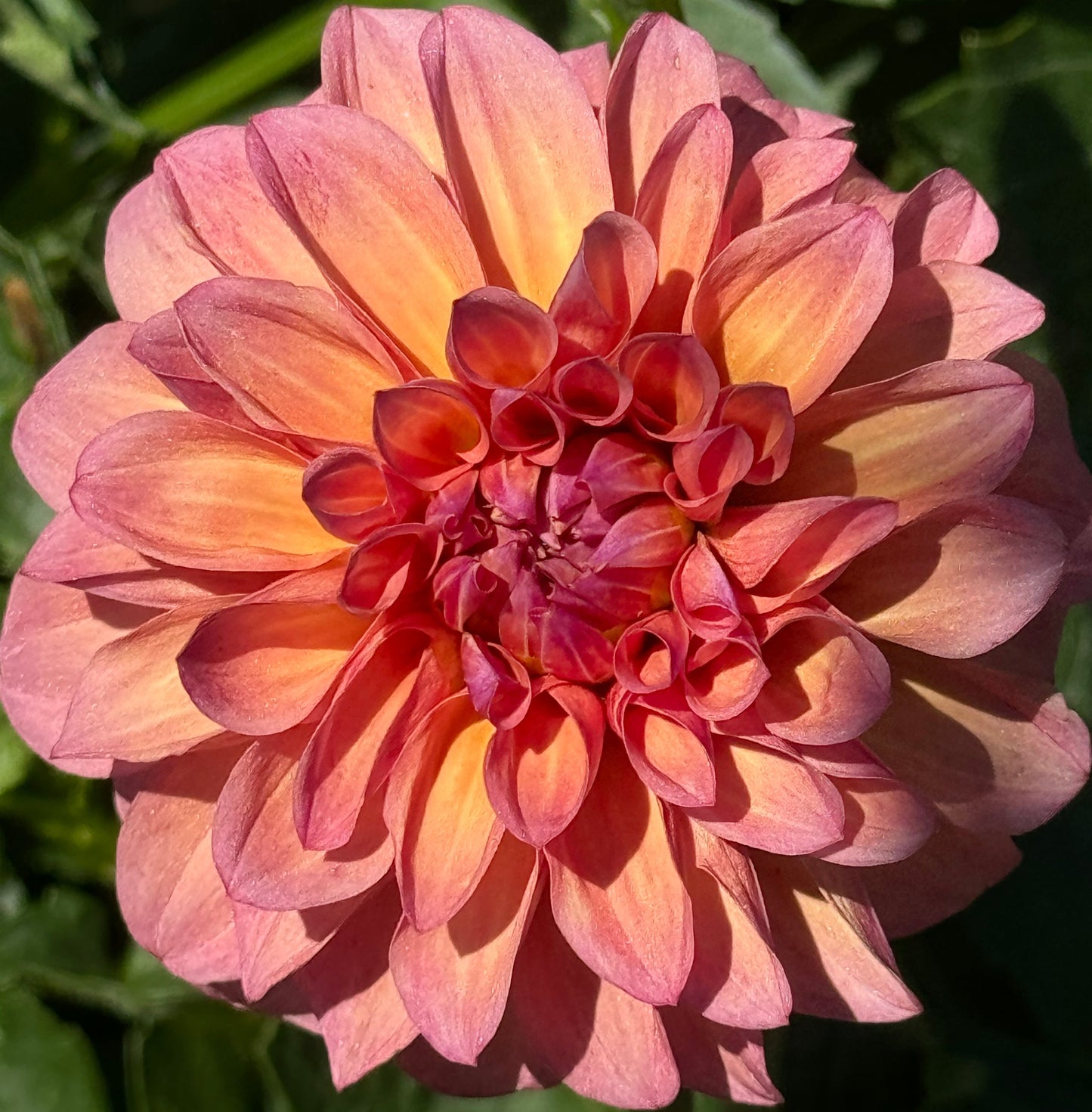 Bloomquist Philly Dahlia