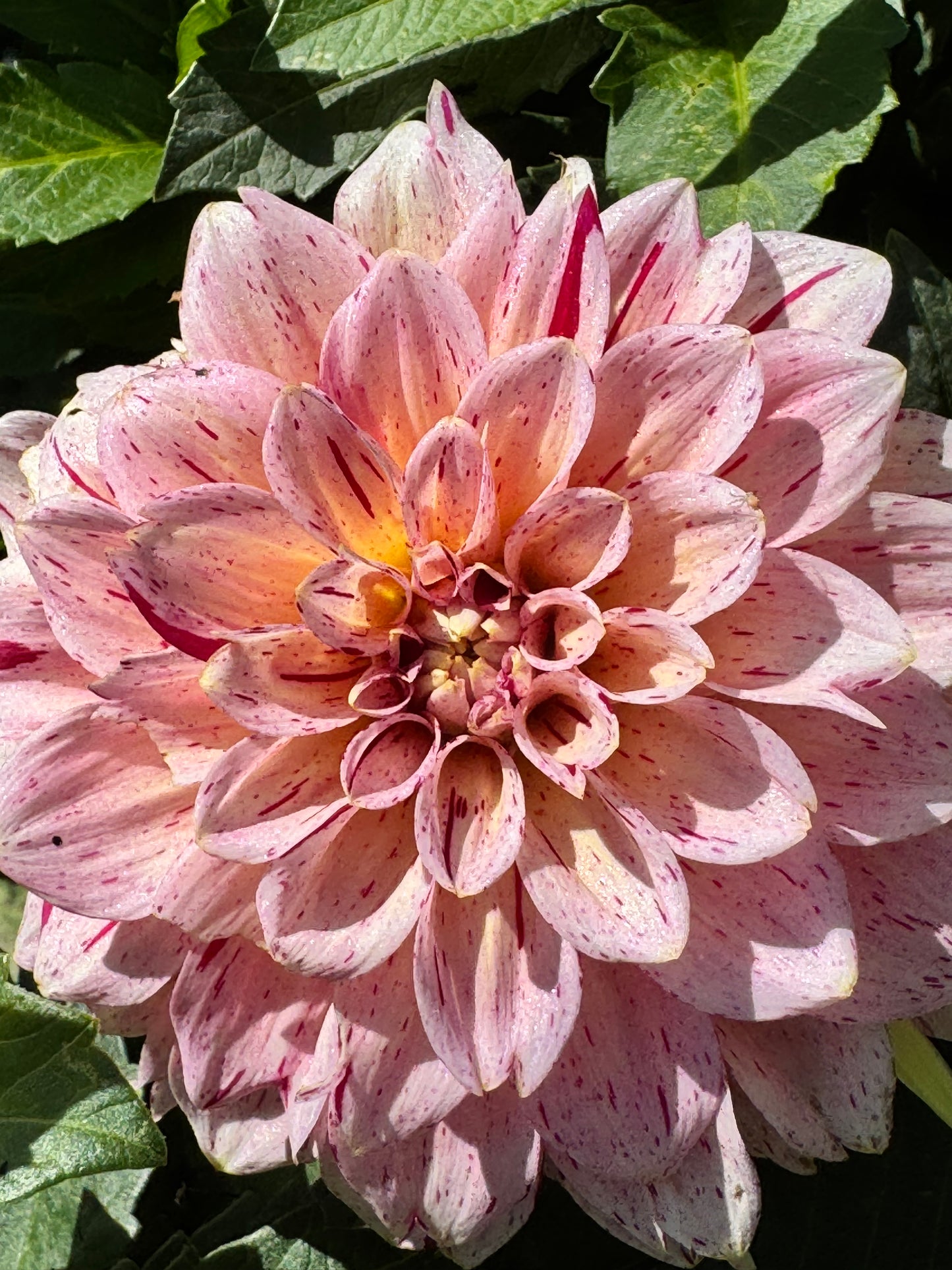 Carmen Fiesta Dahlia