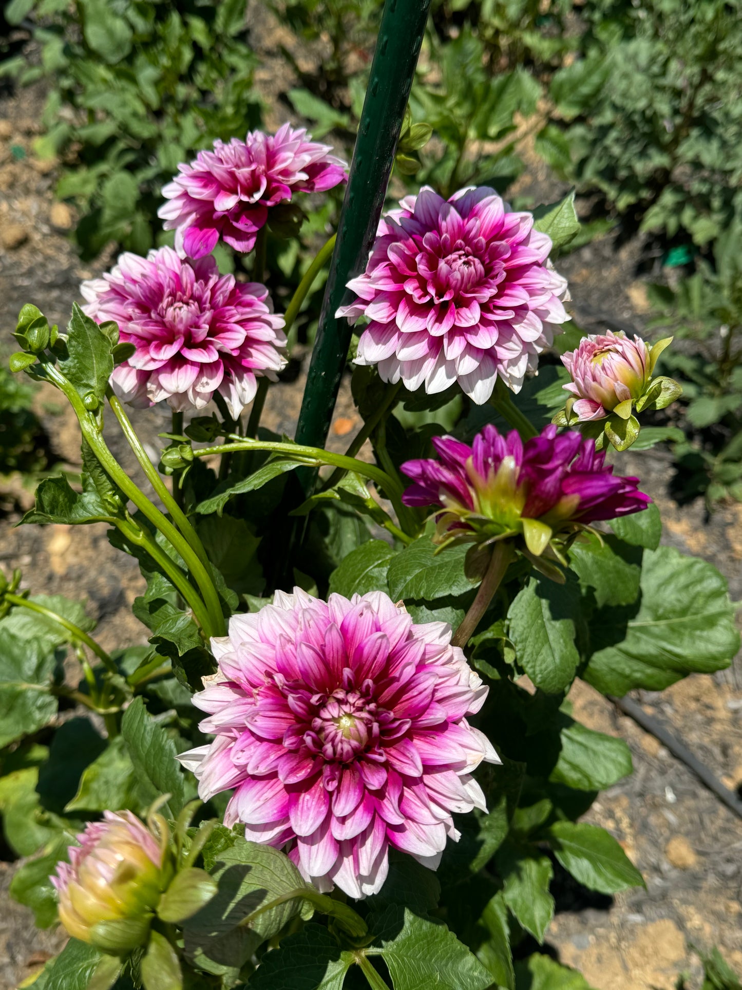 Anna F. Dahlia