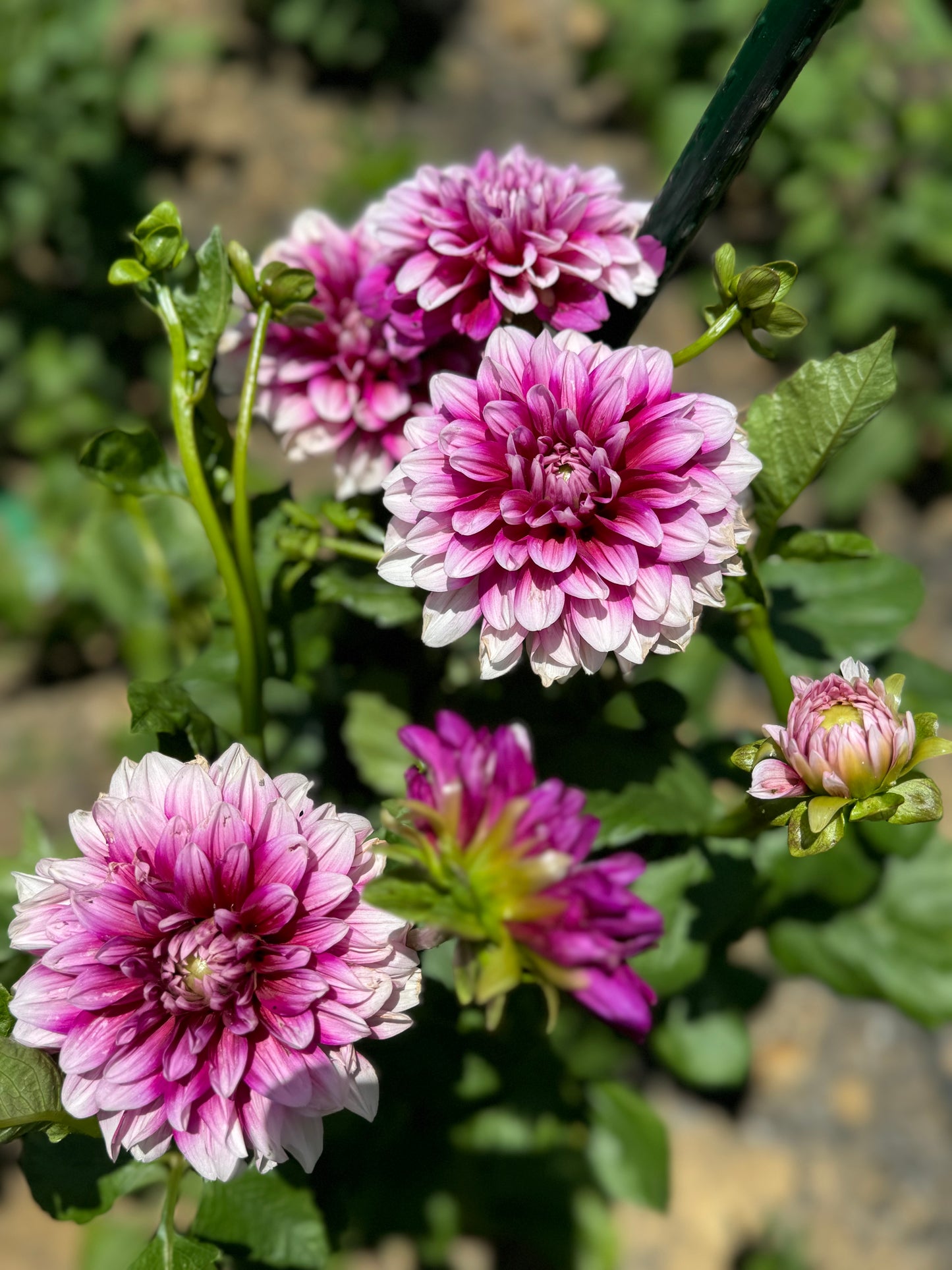 Anna F. Dahlia