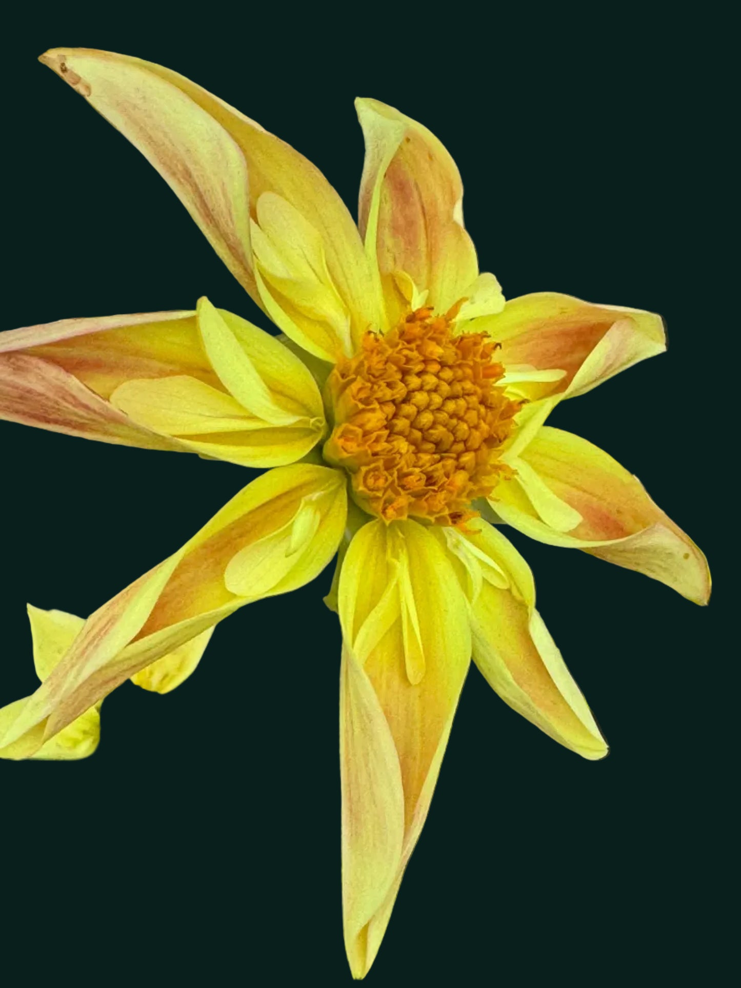 Verrone’s Marmalade Dahlia