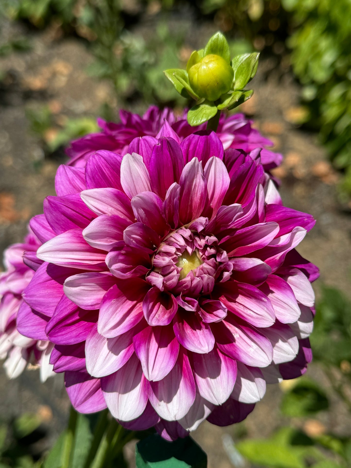 Anna F. Dahlia