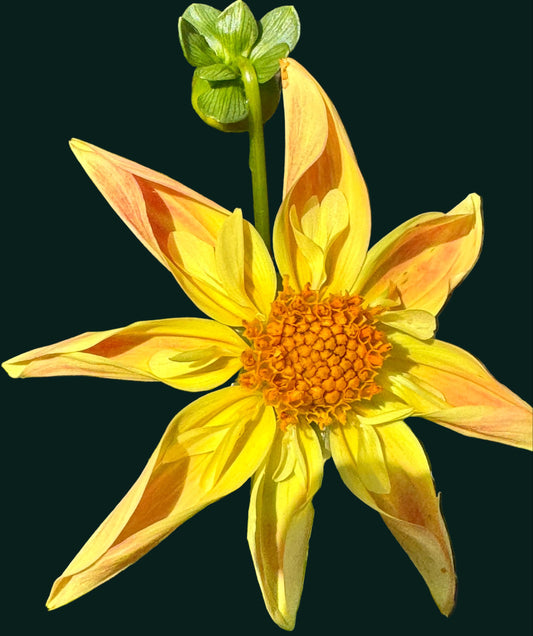Verrone’s Marmalade Dahlia