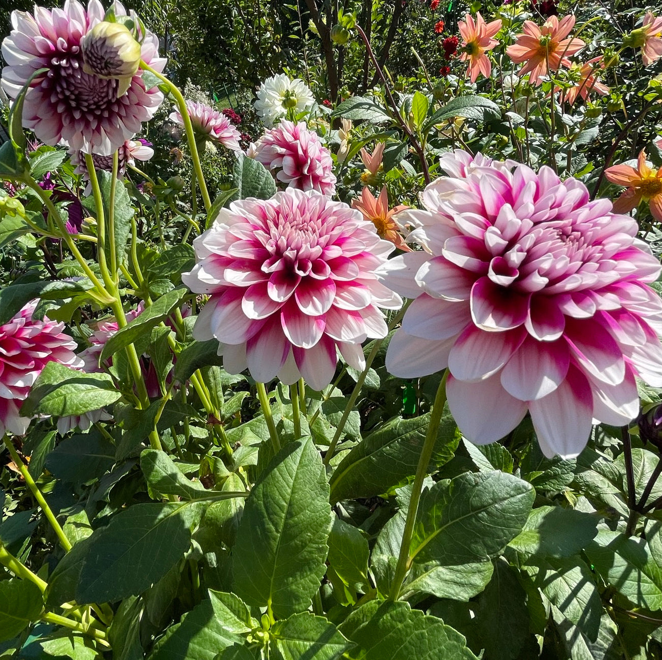 Patches Dahlia