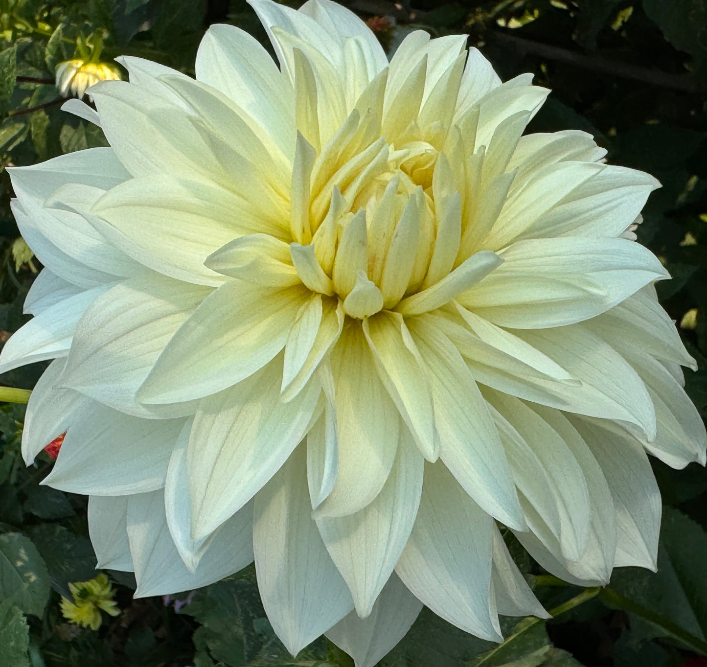 Frozen Dahlia