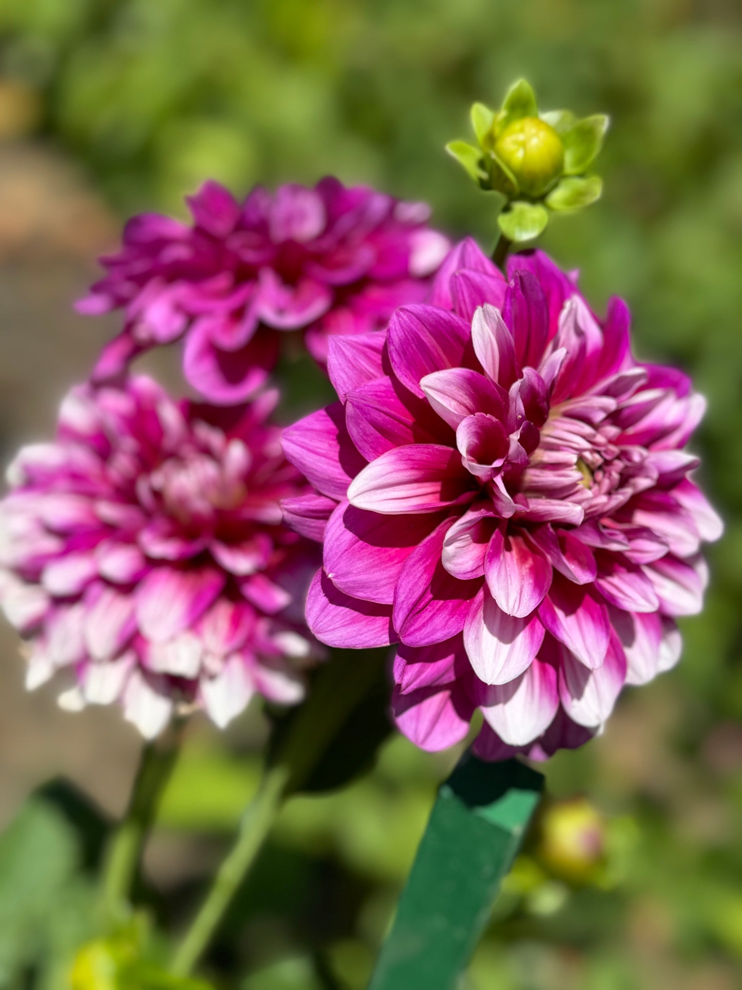 Anna F. Dahlia