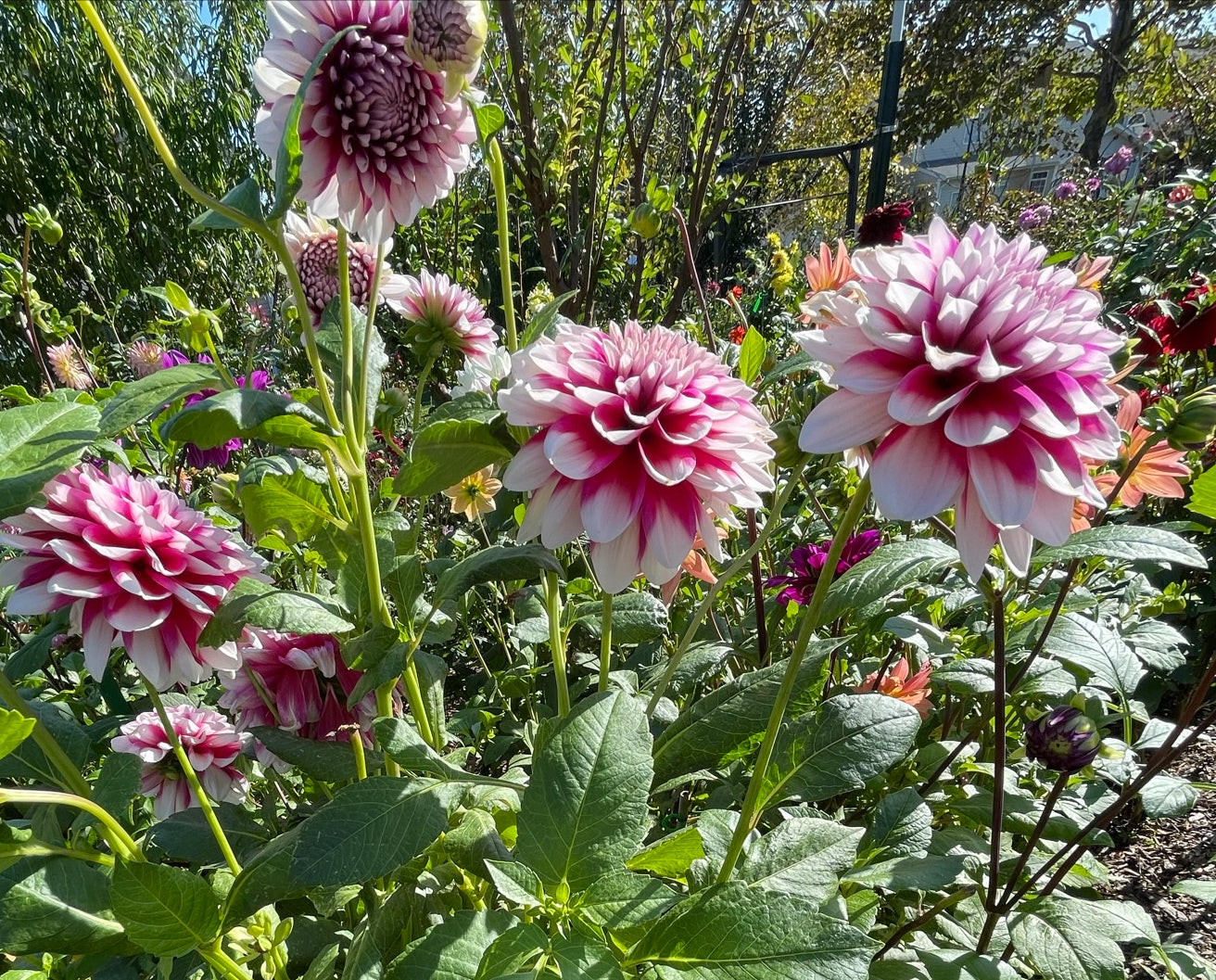 Patches Dahlia