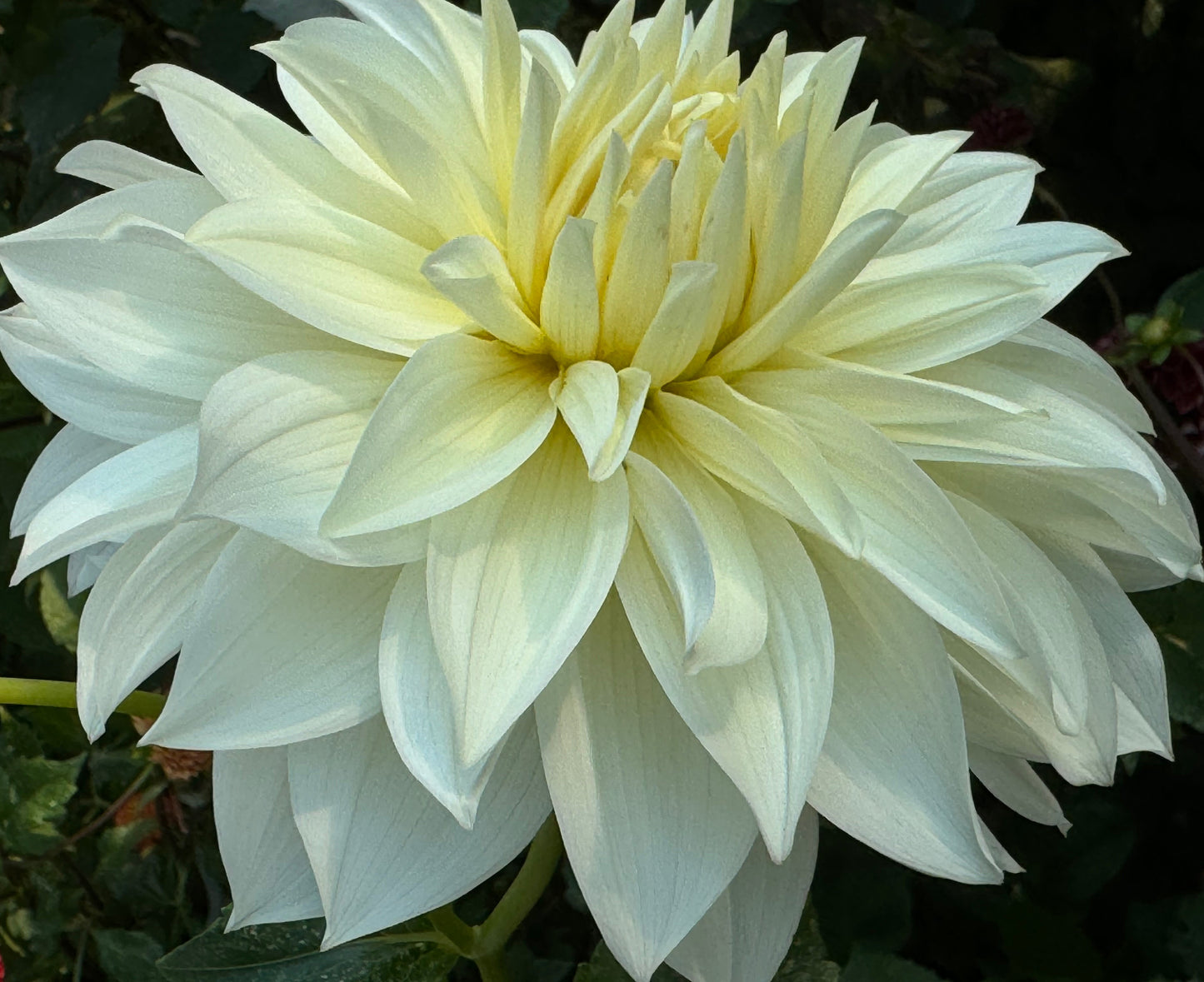 Frozen Dahlia