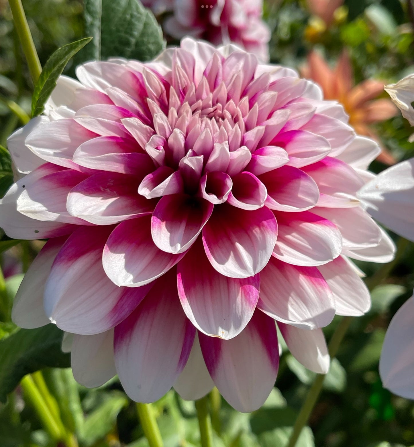 Patches Dahlia