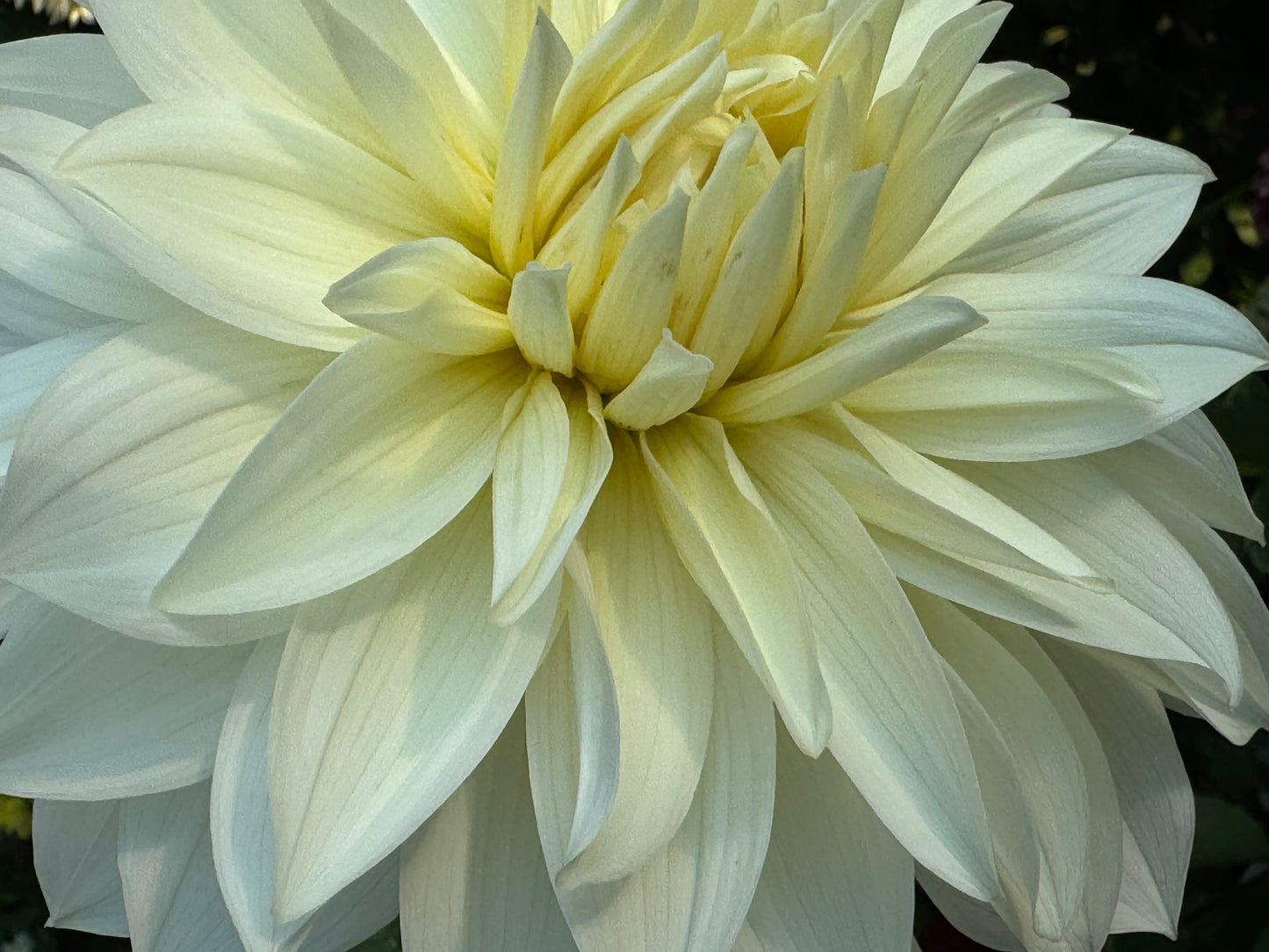 Frozen Dahlia