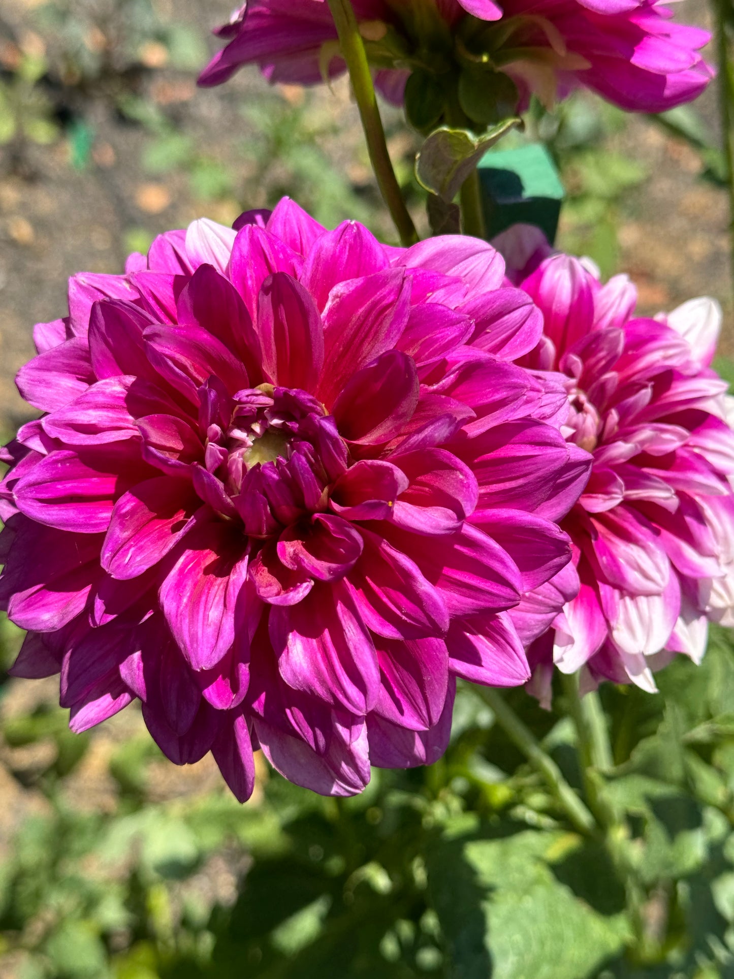 Anna F. Dahlia