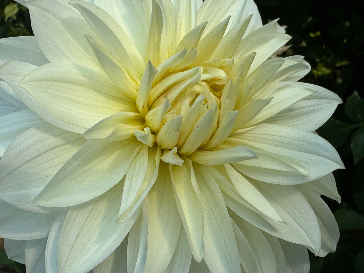 Frozen Dahlia